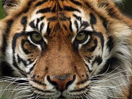 raar 