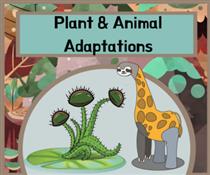 Plants