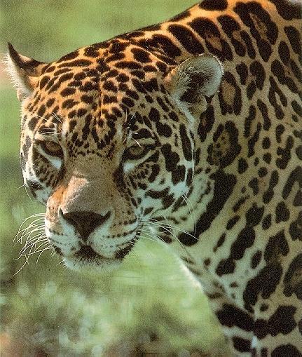jag